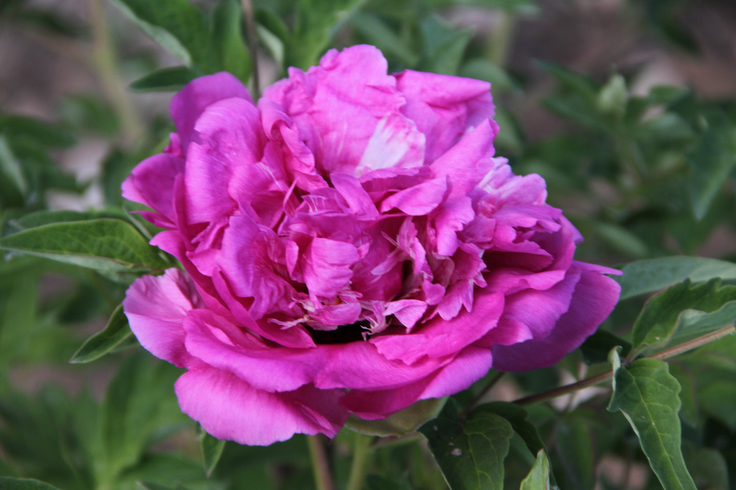 'RED CROWN' Tree Peony (Paeonia x suffruticosa '红冠玉带 hong guan yu dai/red crown')
