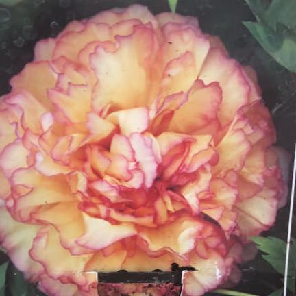 'GOLD COUNCIL CHAMBER' 金阁 Tree Peony (Paeonia x suffruticosa 'jin ge/gold council chamber')