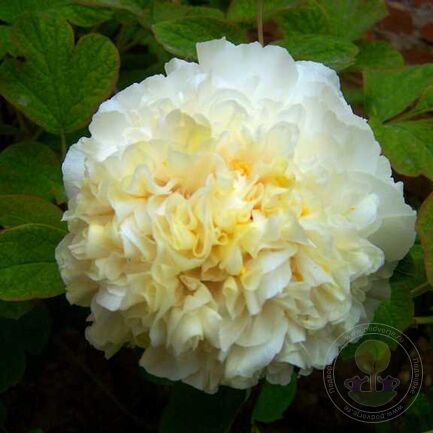 'GOLDEN FEATHER' 黄翠羽 Tree Peony (Paeonia x suffruticosa 'Huang Cui yu/golden feather')