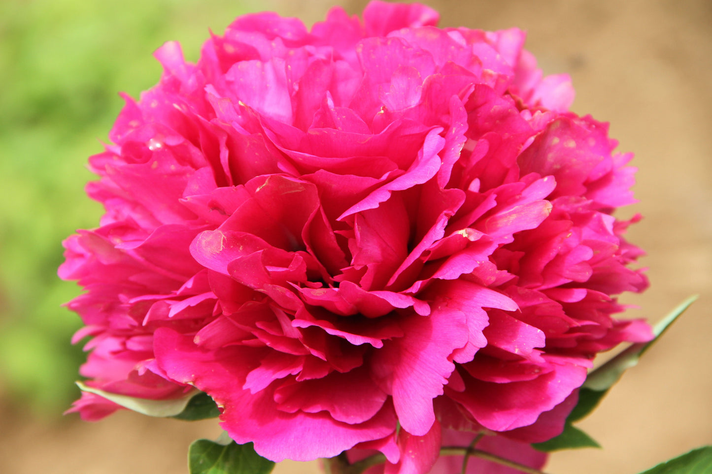 'MARVELLOUS' Tree Peony (Paeonia x rockii 'marvellous')