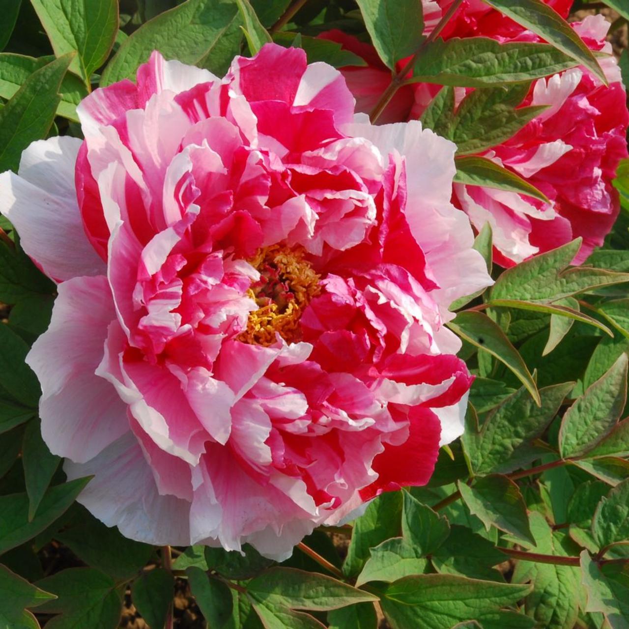 'SHIMA-NISHIKI' Tree Peony (Paeonia x suffruticosa '岛锦-dao jin')