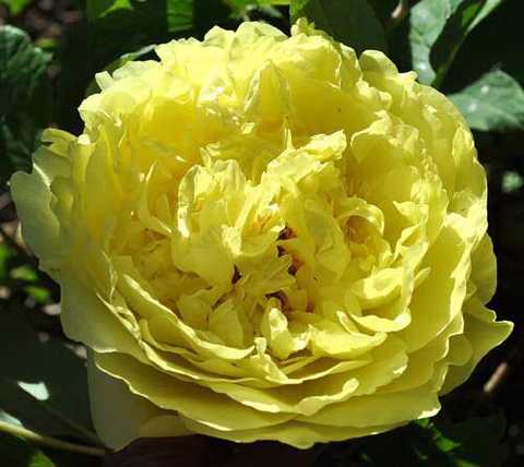 'KINKO' Tree Peony (Paeonia x lutea 'kinko')