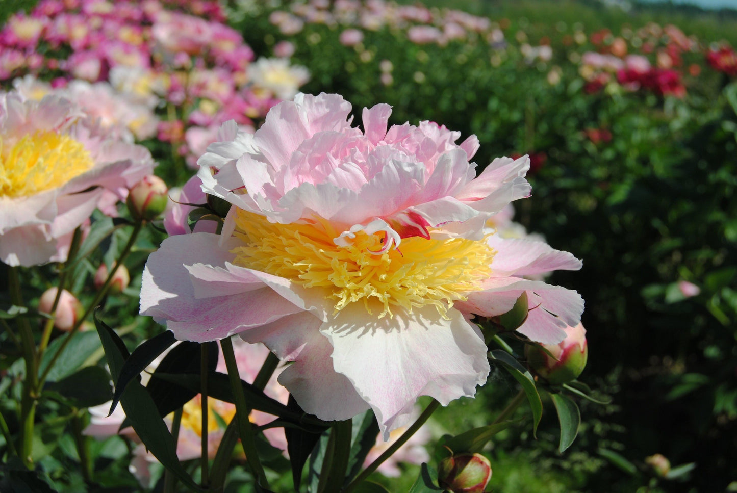'TECUMSEH' Peony (Paeonia x lactiflora 'tecumseh)