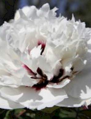 'DOUBLE DELIGHT' 景雲鄉 Tree Peony (Paeonia x rockii 'jing yun xiang/double delight')