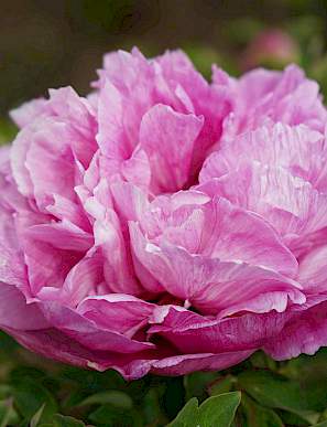 'DREAM' 井醉梅 Tree Peony (Paeonia x rockii 'jing zui mei/dream')