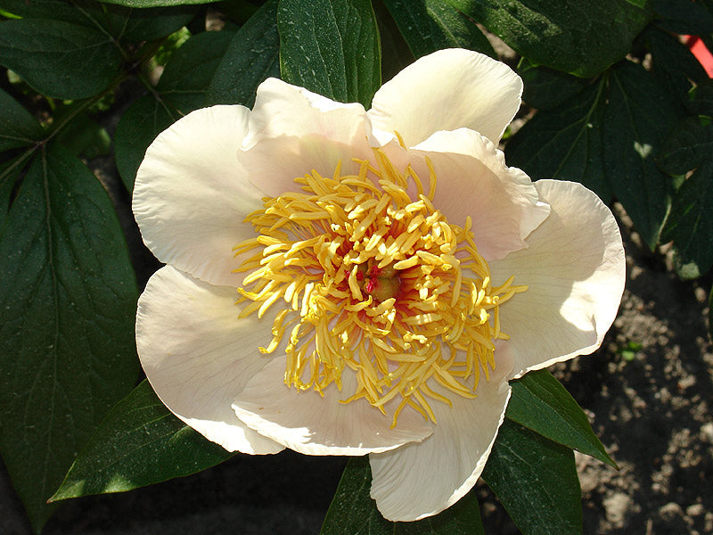 'SANCTUS' Peony (Paeonia albiflora x officinalis 'sanctus')