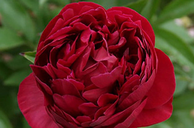 CHIPPEWA Peony Paeonia x lactiflora chippewa