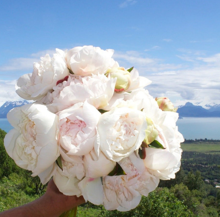 'Dr. F. G. BRETHOUR' Peony (Paeonia x lactiflora 'dr. f. g. brethour')