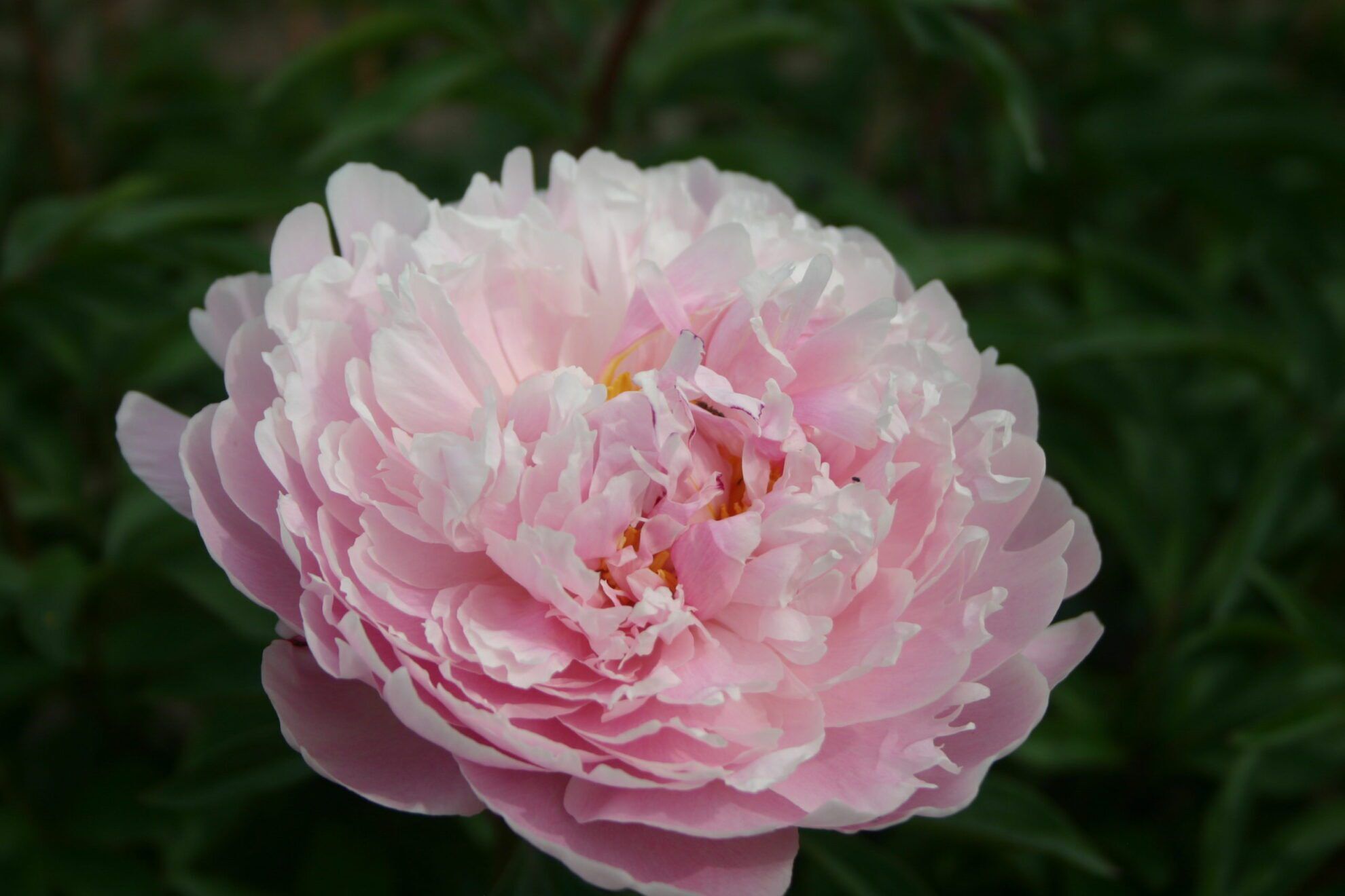 'georgiana Shaylor' Peony (paeonia X Lactiflora 'georgiana Shaylor 