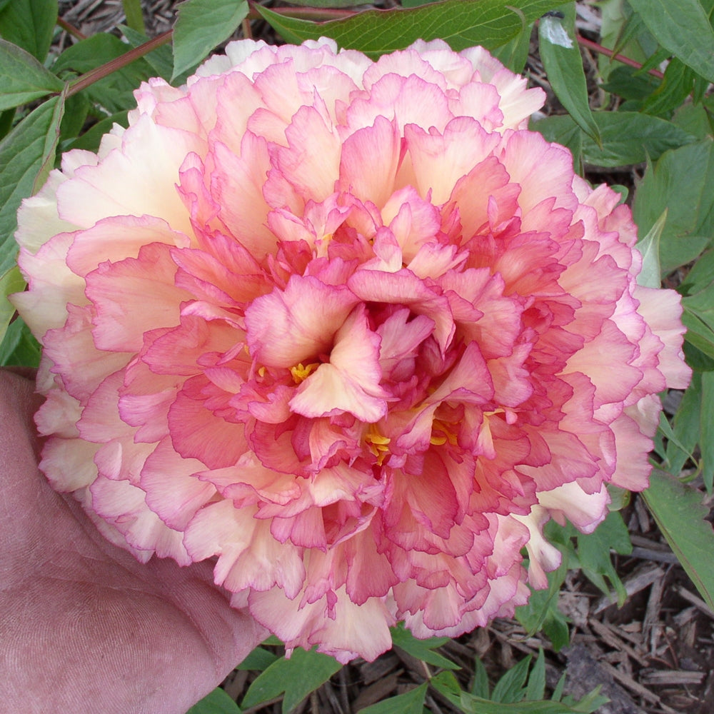 'SOUVENIR de MAXIME CORNU' Tree Peony (Paeonia suffruticosa x lutea 'souvenir de maxime cornu')