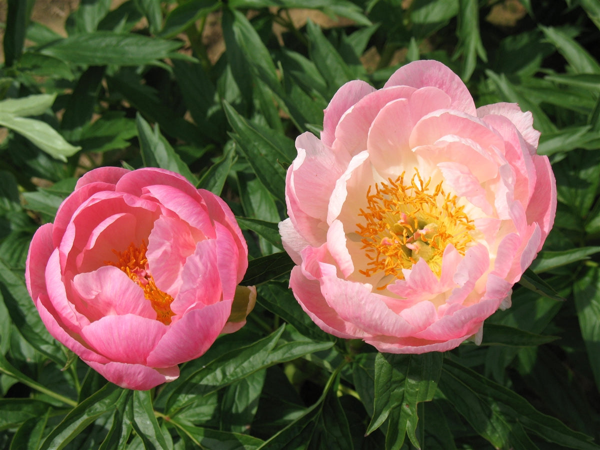 'ABALONE PEARL'  Peony (Paeonia x lactiflora 'abalone pearl')