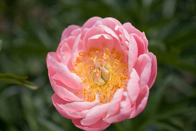 'ABALONE PEARL'  Peony (Paeonia x lactiflora 'abalone pearl')