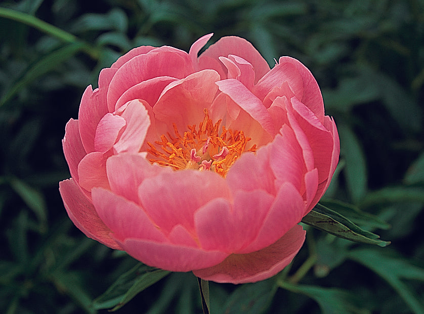 'ABALONE PEARL'  Peony (Paeonia x lactiflora 'abalone pearl')