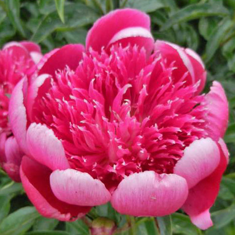 'ADA NIVA' Peony (Paeonia lactiflora x 'ada niva')