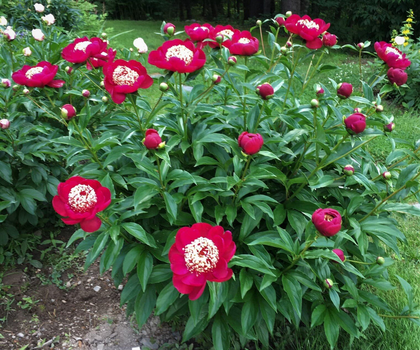 'ADA NIVA' Peony (Paeonia lactiflora x 'ada niva')