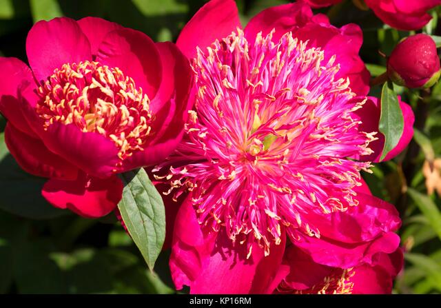 'ADA NIVA' Peony (Paeonia lactiflora x 'ada niva')