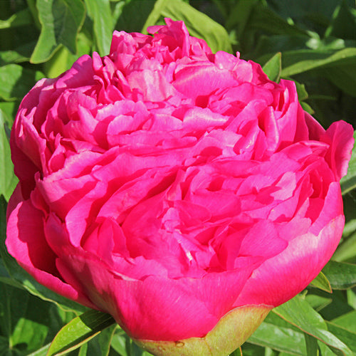 'ALBERT NIVA' Peony (Paeonia x lactiflora 'albert niva')