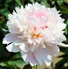 'ALERTIE' Peony (Paeonia x lactiflora 'alertie')