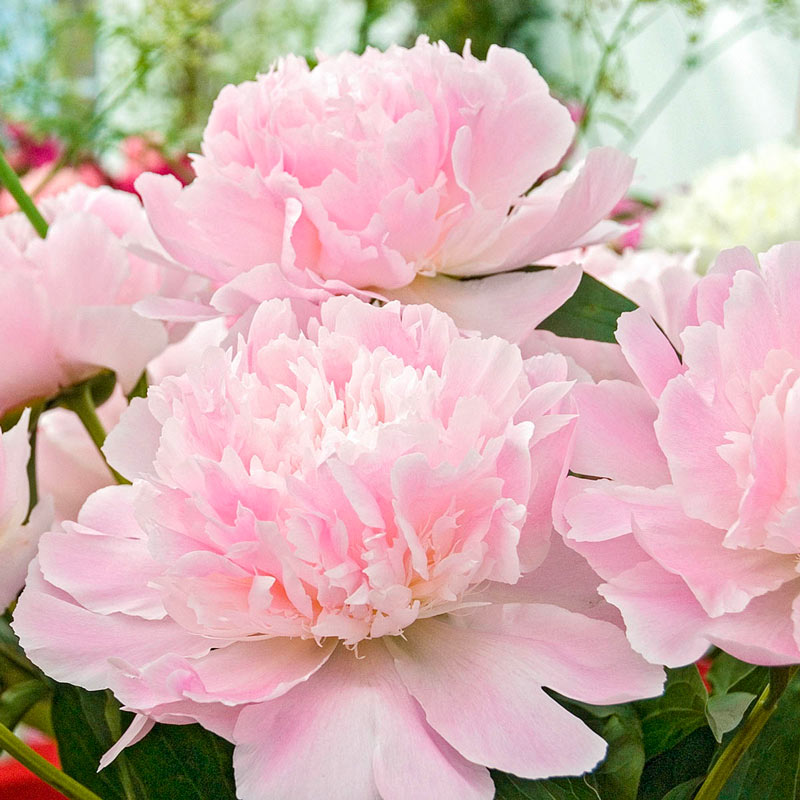 'ALERTIE' Peony (Paeonia x lactiflora 'alertie')