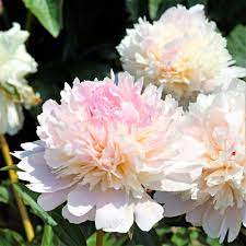 'ALERTIE' Peony (Paeonia x lactiflora 'alertie')