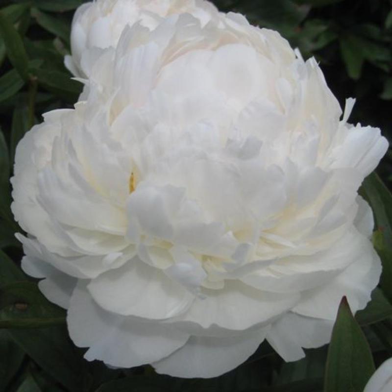 'ALLAN ROGERS' Peony (Paeonia x lactiflora 'allan rogers')