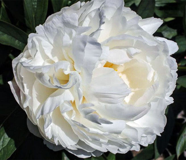 'ALLAN ROGERS' Peony (Paeonia x lactiflora 'allan rogers')