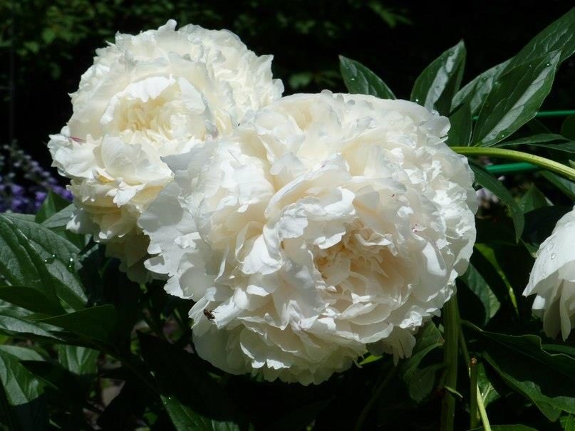 'ALLAN ROGERS' Peony (Paeonia x lactiflora 'allan rogers')