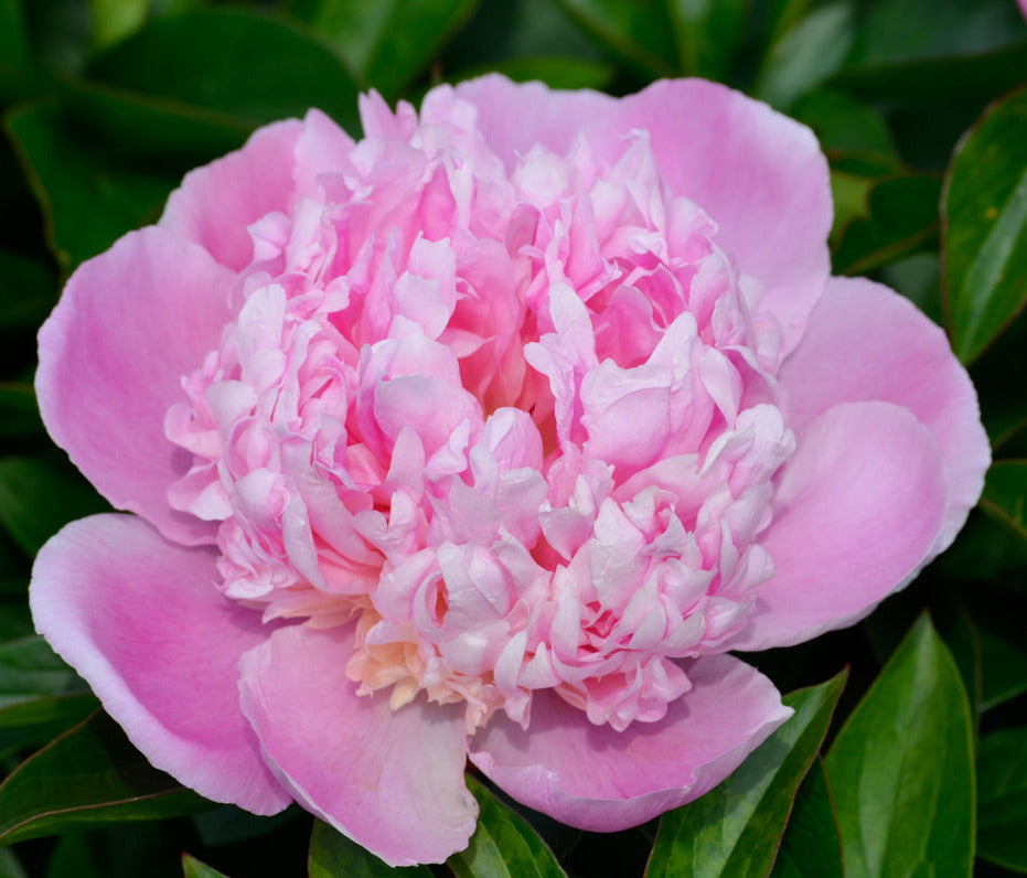 'LADY ANNA' Peony (Paeonia x lactiflora 'lady anna')