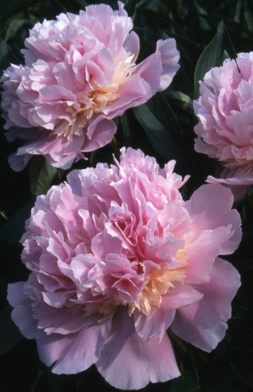 'LADY ANNA' Peony (Paeonia x lactiflora 'lady anna')