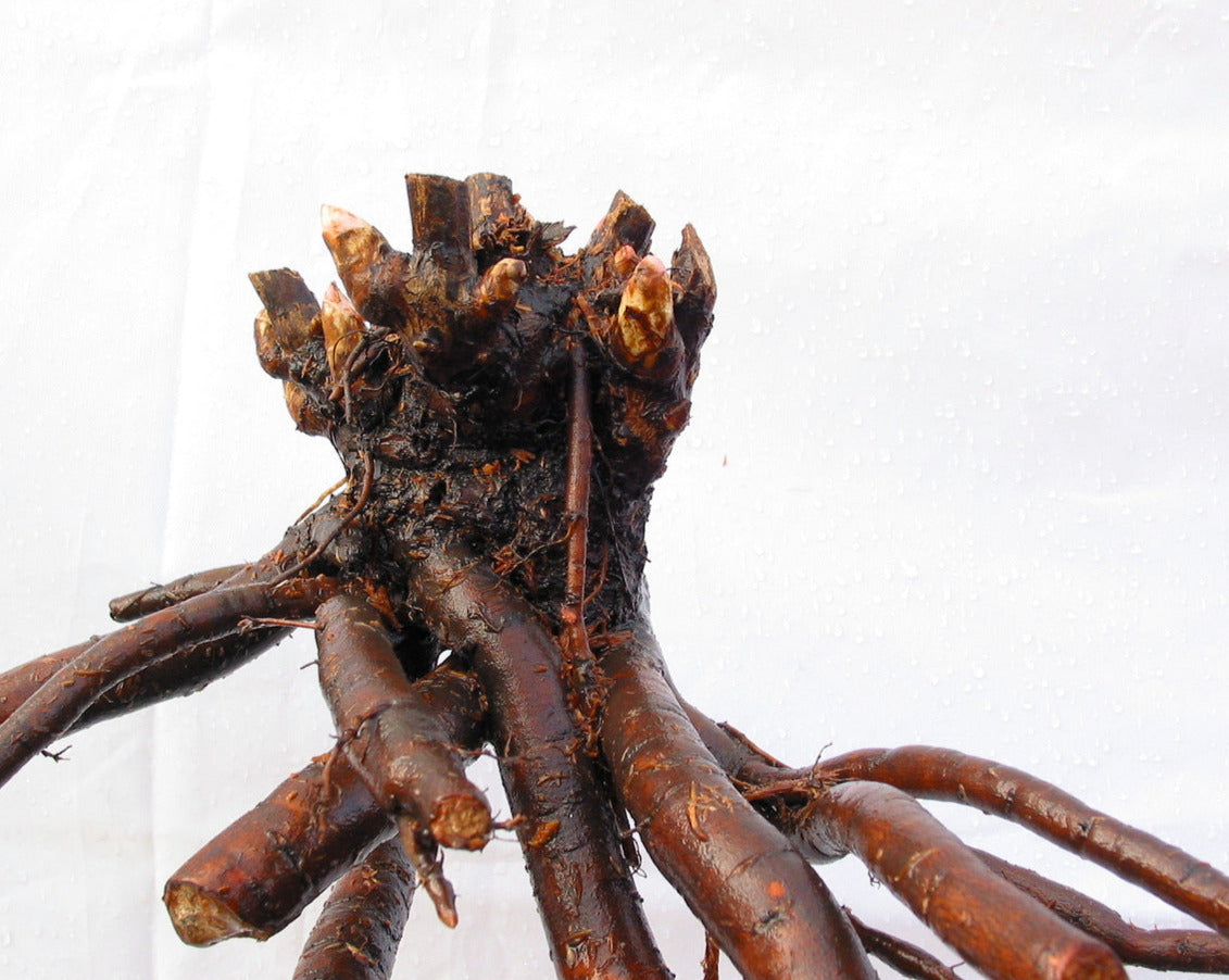 'BLUSH QUEEN' Peony (Paeonia x lactiflora 'blush queen')