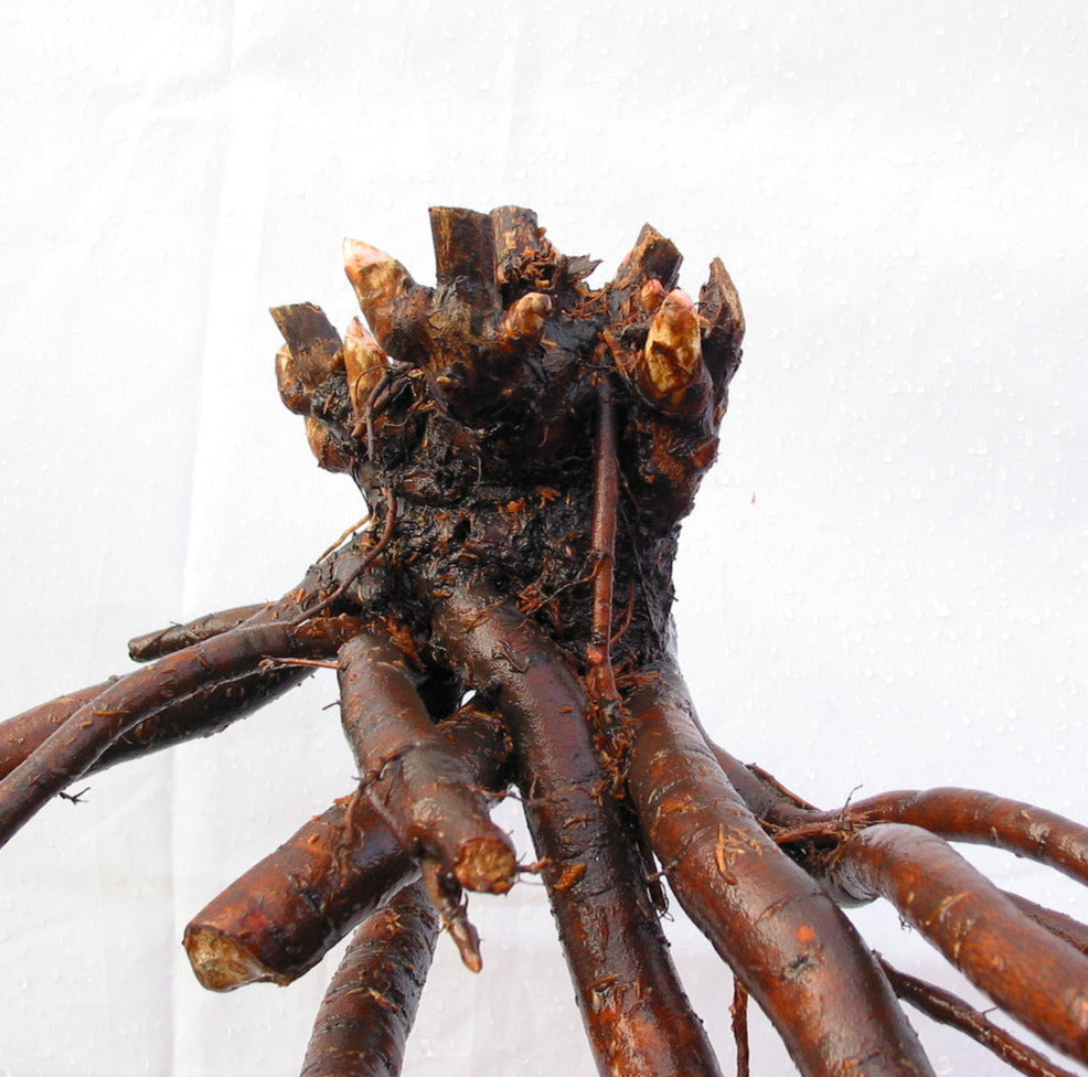 'BELLA DONNA' Peony (Paeonia x lactiflora 'bella donna')