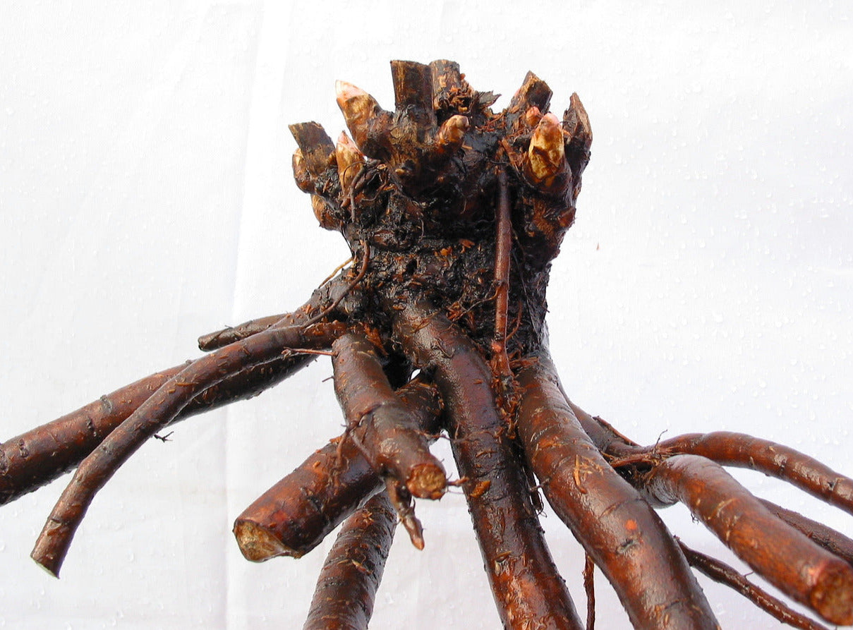 'BELLE TOULOUSAINE' Itoh Peony (Paeonia x intersectional 'belle toulousaine')