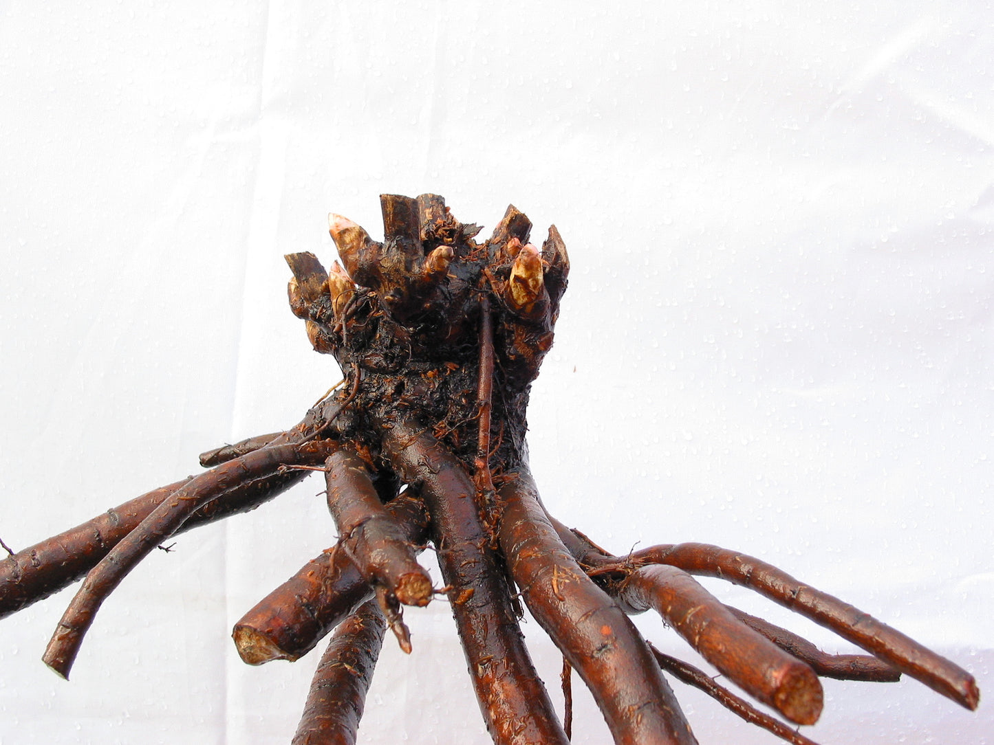 'APHRODITE'S KISS' Peony (Paeonia x lactiflora 'aphrodite's kiss')