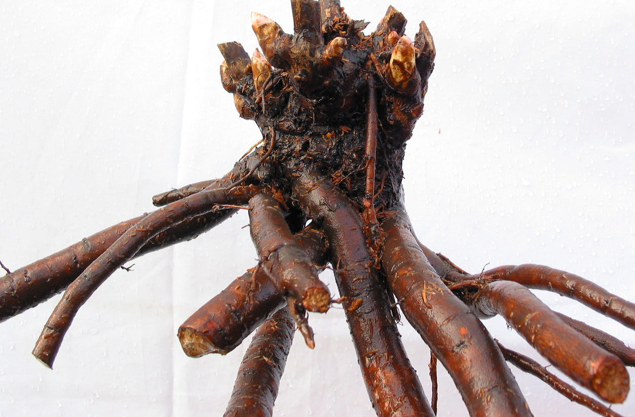 'BORDER CHARM' Itoh Peony (Paeonia x intersectional 'border charm')