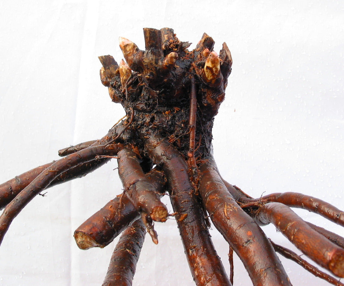 'BALLARENA DE SAVAL' Itoh Peony (Paeonia x intersectional 'ballarena de saval')