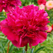 'BIG BEN' Peony (Paeonia x lactiflora 'big ben')