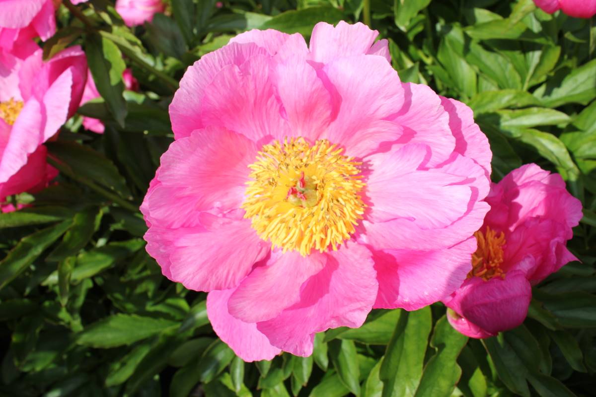 'CAROLINE' Peony (Paeonia x lactiflora 'caroline')