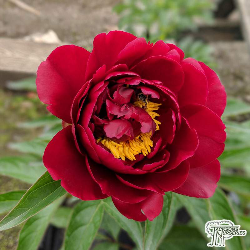 'CHERRY HILL' Peony (Paeonia x lactiflora 'cherry hill')