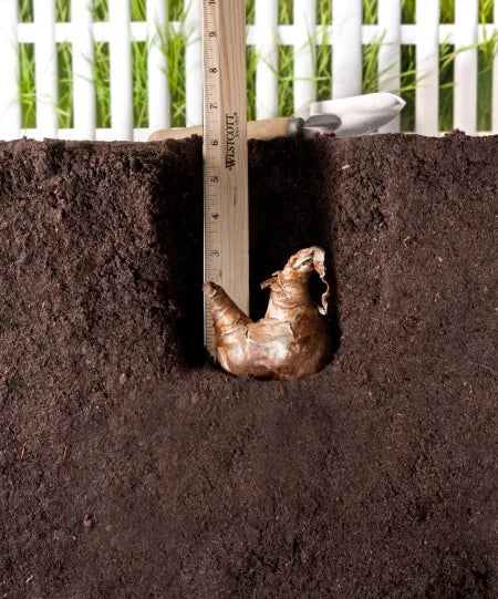 'ACTAEA' Poeticus Narcissus (Narcissus x 'actaea poeticus')