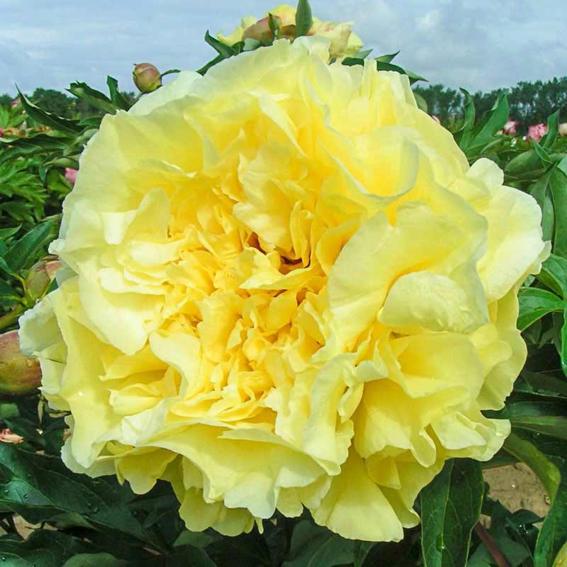 'DUCHESSE DE LORRAINE' Itoh Peony (Paeonia x intersectional 'duchesse de lorraine')