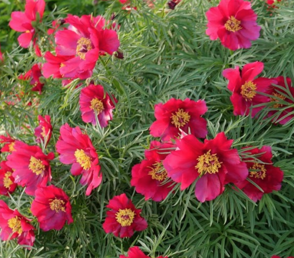 'EARLYBIRD' Peony (Paeonia spp woodwardi x tenuifolia 'earlybird')