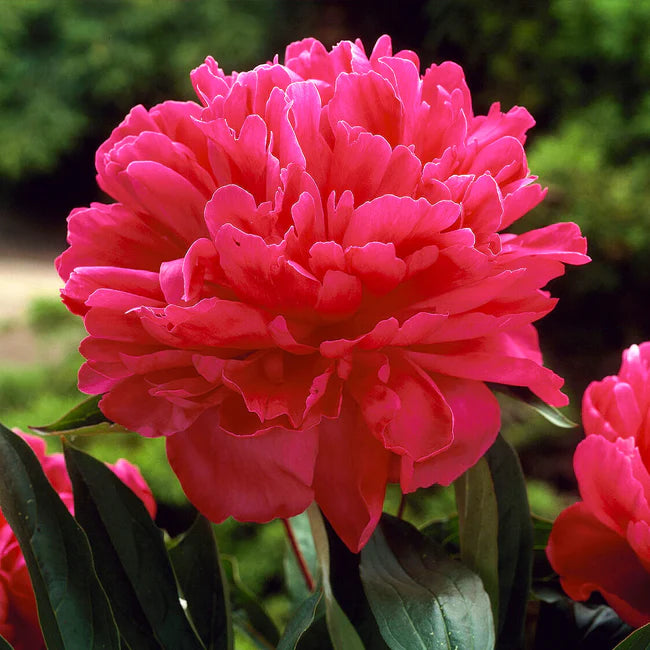 'FELIX CROUSSE' Peony (Paeonia x lactifolia 'felix crousse')