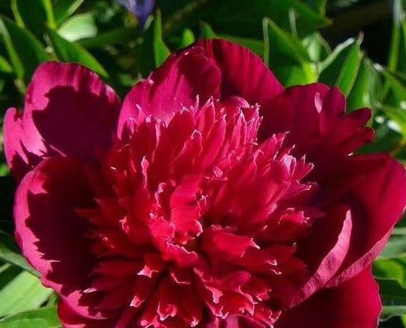 'JEAN ERICKSEN' Peony (Paeonia x lactiflora 'jean ericksen')