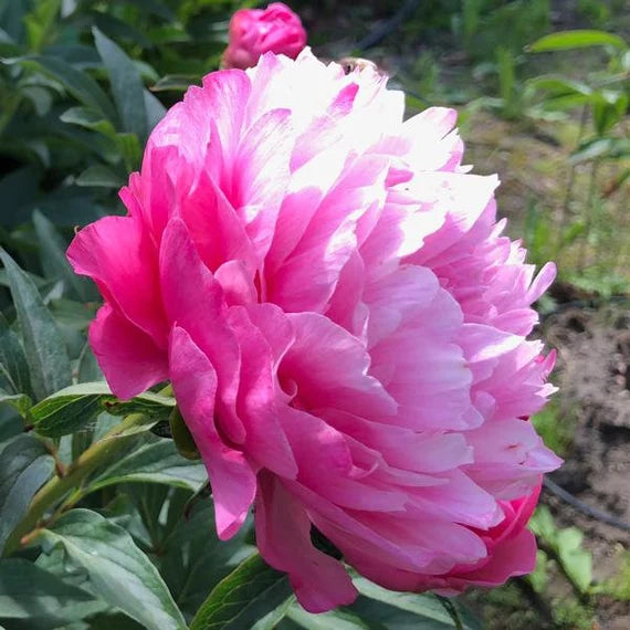 'joker' Peony (paeonia X Lactiflora 'joker') – Champlain Peony Company