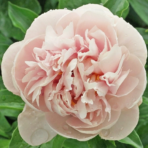 'JOYFUL ROMANTIC' Peony (Paeonia x lactiflora 'joyful romantic')