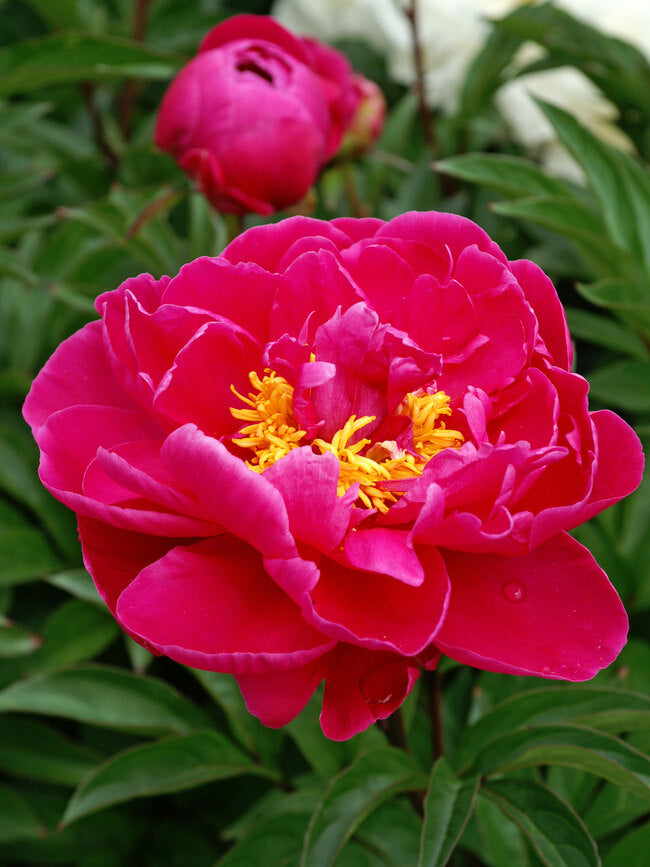 'KARL ROSENFIELD' Peony (Paeonia x lactiflora 'karl rosenfield')