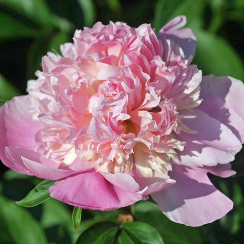 'LADY ANNA' Peony (Paeonia x lactiflora 'lady anna')