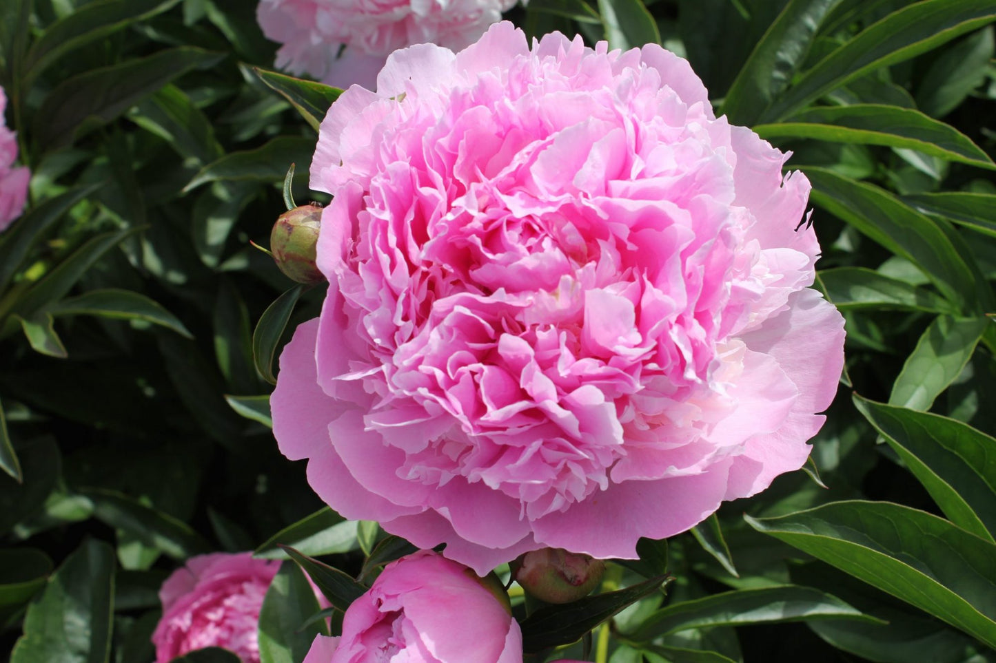 'LADY ANNA' Peony (Paeonia x lactiflora 'lady anna')