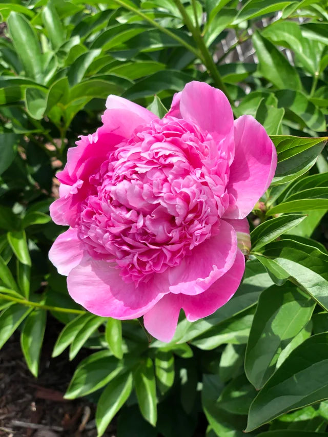 'LADY ANNA' Peony (Paeonia x lactiflora 'lady anna')