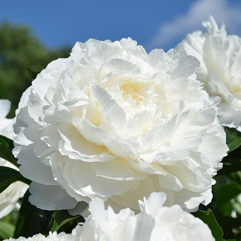 'MARIE LEMOINE' Peony (Paeonia x lactflora 'marie lemoine')